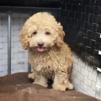 Lia, a female Poodle - Toy  for sale in Naples, FL – 2 of 5