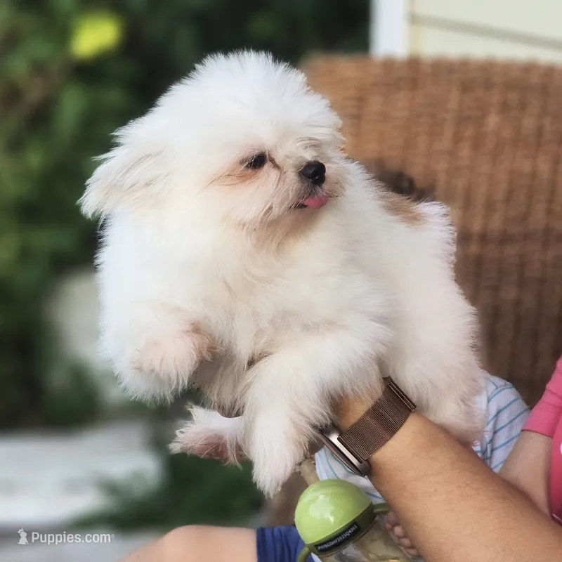 Moti – Shiranian puppy for sale in Naples, FL