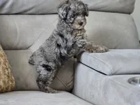 Presley, a male Poodle - Toy  for sale in Naples, FL – 4 of 6