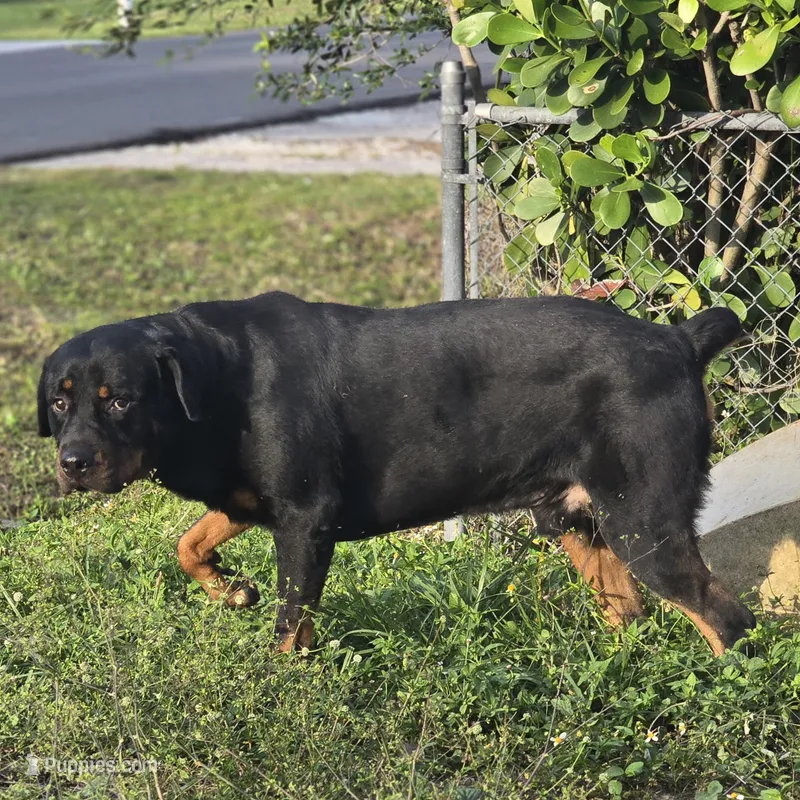 Balto – Rottweiler puppy for sale in Naples, FL
