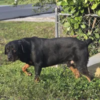Balto, a male Rottweiler for sale in Naples, FL – 1 of 2