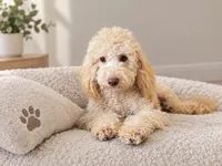 Carmel , a male Poodle - Toy  for sale in Lehigh Acres, FL – 1 of 3