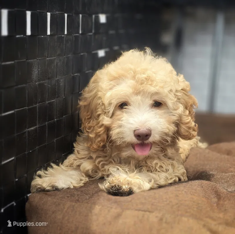 Lia – Poodle - Toy  puppy for sale in Naples, FL