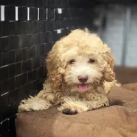 Lia, a female Poodle - Toy  for sale in Naples, FL – 1 of 5
