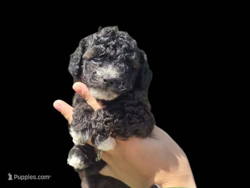 Jax – Poodle - Toy  puppy for sale in Naples, FL