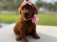 Puppy 2 , a female Poodle - Toy  for sale in Naples, FL – 1 of 3