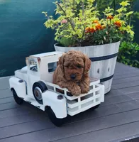 Milo, a male Poodle - Toy  for sale in Naples, FL – 2 of 3