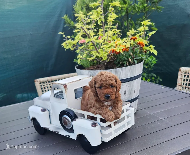 Milo – Poodle - Toy  puppy for sale in Naples, FL