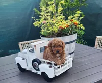 Milo, a male Poodle - Toy  for sale in Naples, FL – 1 of 3