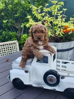 Milo, a male Poodle - Toy  for sale in Naples, FL – 3 of 3