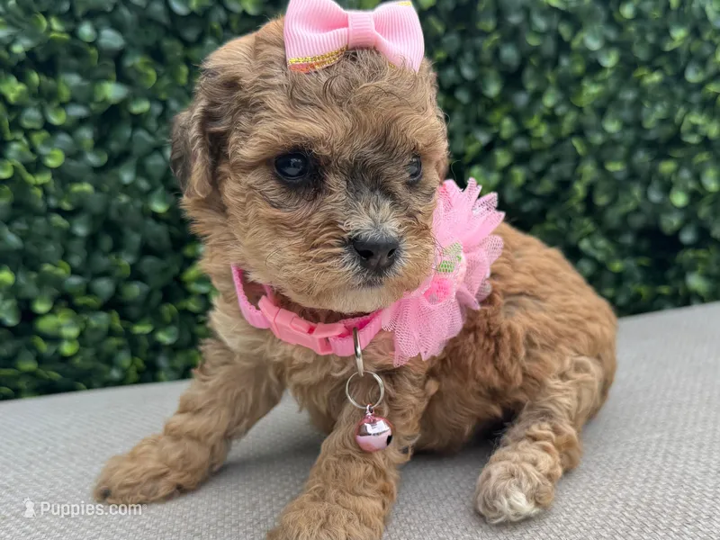 Sassy – Poodle - Toy  puppy for sale in Naples, FL