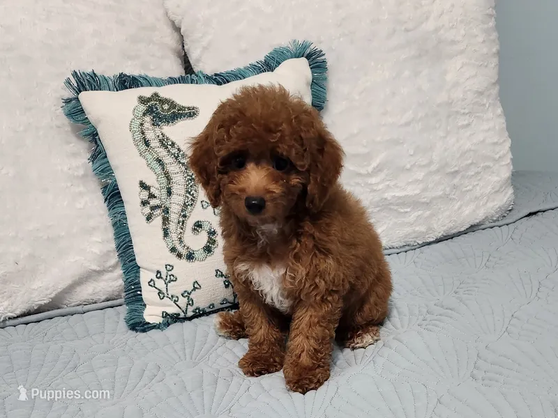 Jax – Poodle - Toy  puppy for sale in Naples, FL