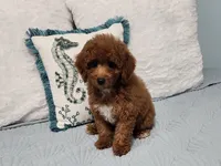 Jax, a male Poodle - Toy  for sale in Naples, FL – 1 of 4