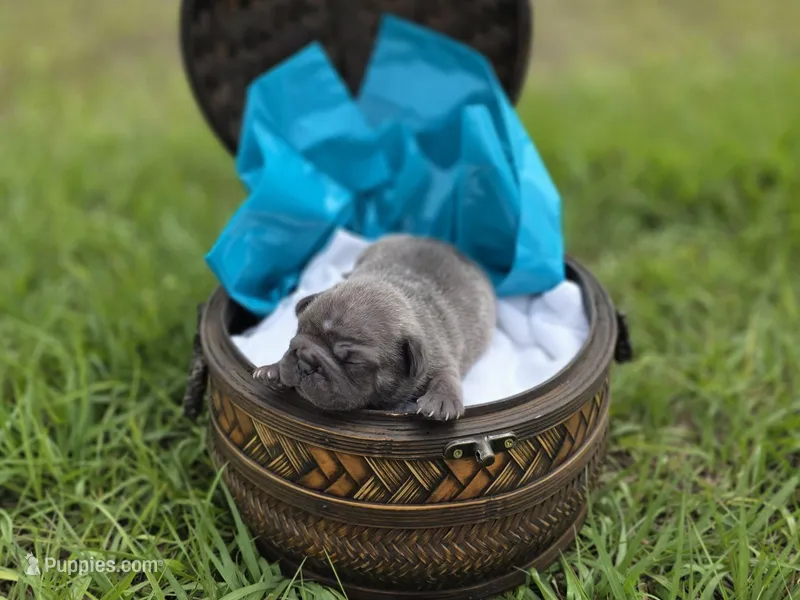 Sky – French Bulldog puppy for sale in Naples, FL