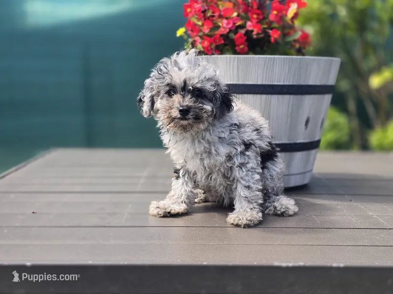 Tiny Heidi – Poodle - Toy  puppy for sale in Naples, FL