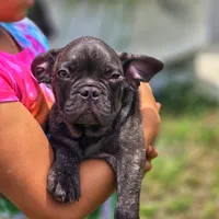 Sky, a male French Bulldog for sale in Naples, FL – 2 of 5