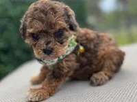 Tylor , a male Poodle - Toy  for sale in Naples, FL – 2 of 3
