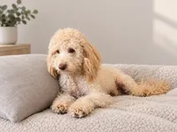 Carmel , a male Poodle - Toy  for sale in Lehigh Acres, FL – 2 of 3