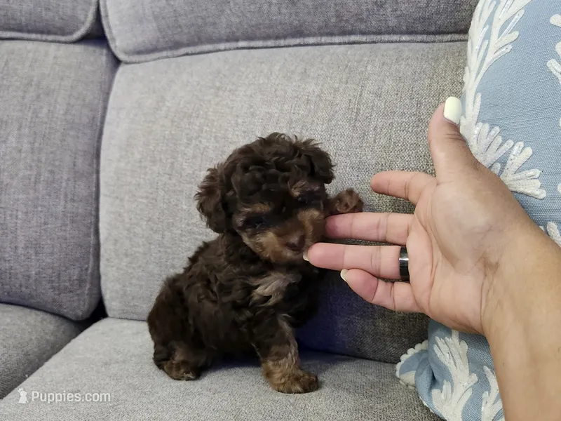 Tinkerbell  – Poodle - Toy  puppy for sale in Naples, FL