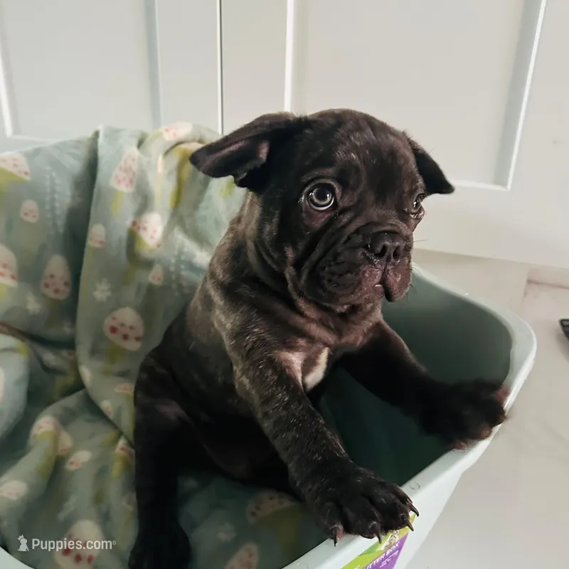Sky – French Bulldog puppy for sale in Naples, FL