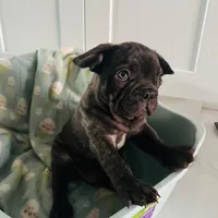 Sky, a male French Bulldog for sale in Naples, FL – 1 of 2