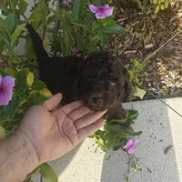 Coco, a male Poodle - Toy  for sale in Naples, FL – 2 of 2
