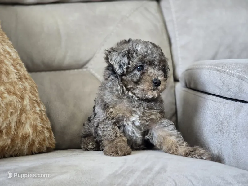 Presley – Poodle - Toy  puppy for sale in Naples, FL