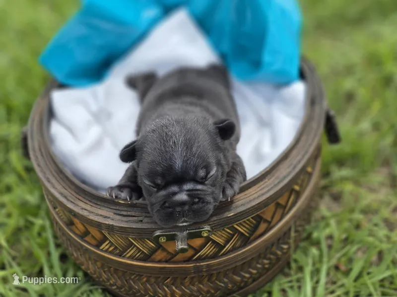 Charlie – French Bulldog puppy for sale in Naples, FL