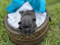Charlie, a male French Bulldog for sale in Naples, FL – Photo 1 of 3