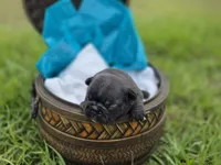 Charlie, a male French Bulldog for sale in Naples, FL – Photo 2 of 3