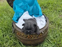 Charlie, a male French Bulldog for sale in Naples, FL – Photo 3 of 3