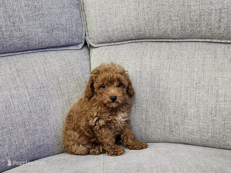 Gus – Poodle - Toy  puppy for sale in Naples, FL