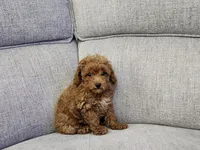 Gus, a male Poodle - Toy  for sale in Naples, FL – 1 of 3