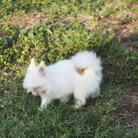 Moti, a female Shiranian for sale in Naples, FL – 4 of 4