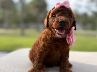 Puppy 2 , a female Poodle - Toy  for sale in Naples, FL – 2 of 3