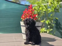 Tiny Cali, a female Poodle - Toy  for sale in Naples, FL – Photo 2 of 3