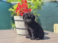 Tiny Cali, a female Poodle - Toy  for sale in Naples, FL – Photo 3 of 3