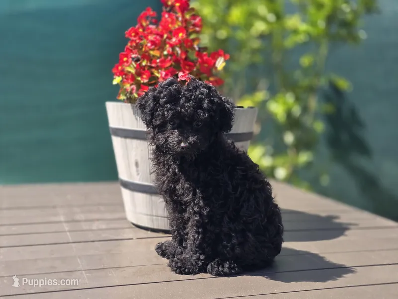 Tiny Cali – Poodle - Toy  puppy for sale in Naples, FL