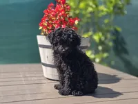 Tiny Cali, a female Poodle - Toy  for sale in Naples, FL – Photo 1 of 3