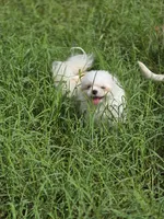 Teacup Moti, a female Shiranian for sale in Naples, FL – Photo 4 of 5