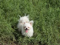 Teacup Moti, a female Shiranian for sale in Naples, FL – Photo 2 of 5