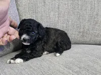 Jax, a male Poodle - Toy  for sale in Naples, FL – 3 of 3