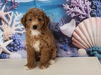Mochi , a male Poodle - Toy  for sale in Naples, FL – 1 of 5