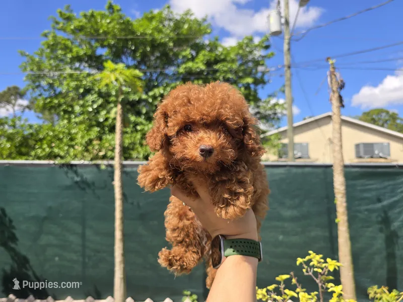 Jake – Poodle - Toy  puppy for sale in Naples, FL