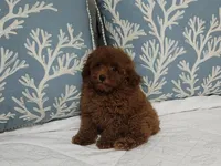 Jake, a male Poodle - Toy  for sale in Naples, FL – Photo 1 of 3