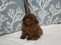 Jake, a male Poodle - Toy  for sale in Naples, FL – Photo 2 of 3