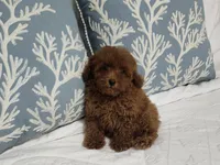 Jake, a male Poodle - Toy  for sale in Naples, FL – Photo 3 of 3