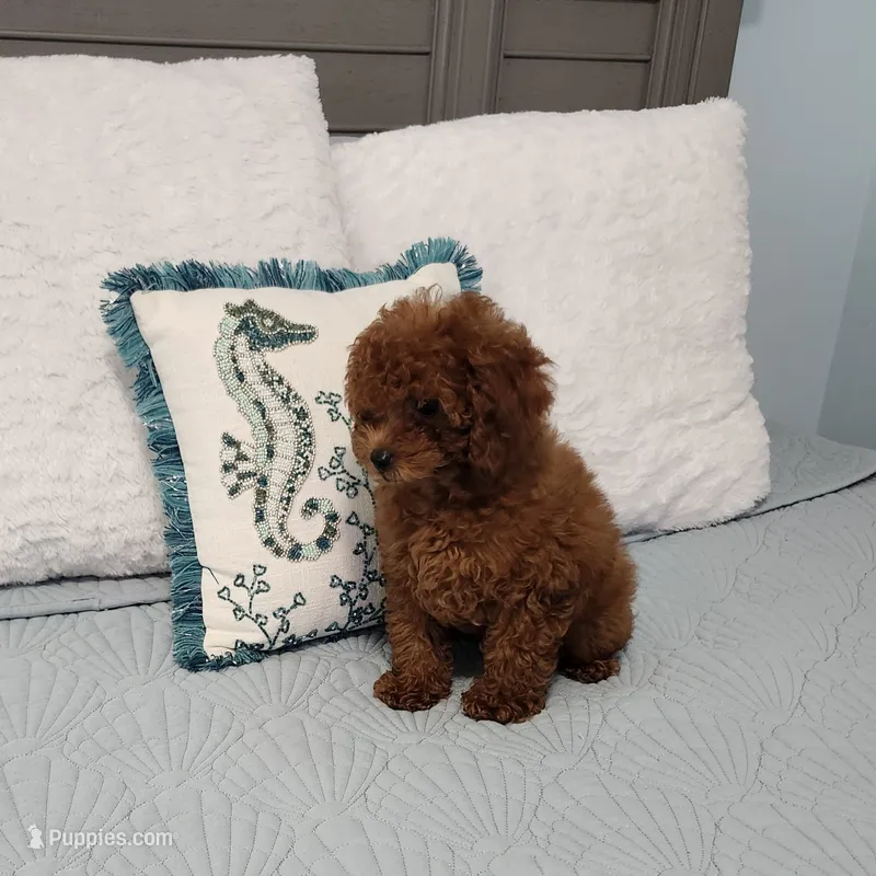 Chip – Poodle - Toy  puppy for sale in Naples, FL