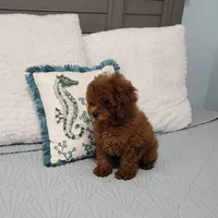 Chip, a male Poodle - Toy  for sale in Naples, FL – 1 of 5