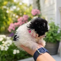 Tiny Panda, a female Poodle - Toy  and Shiranian for sale in Lehigh Acres, FL – 1 of 2